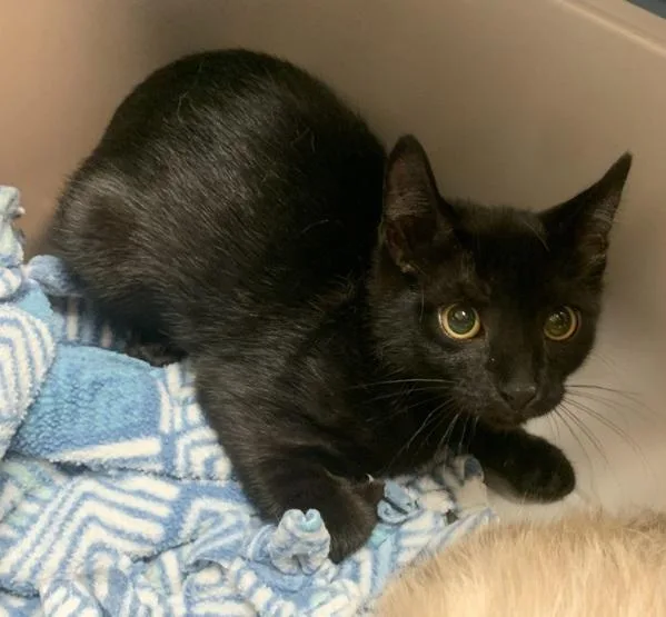 A baby medium-sized female Domestic Short Hair cat named Daphne for adoption in Oakland, CA