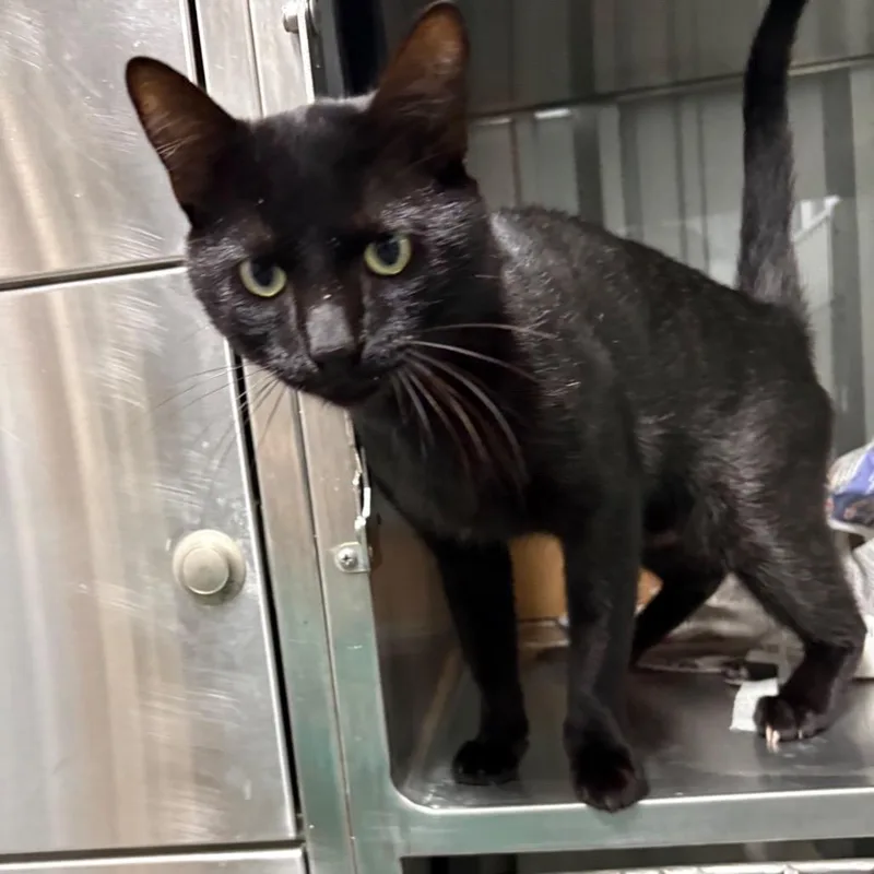 A young medium-sized male Black Domestic Short Hair cat named Houdini for adoption in Buffalo, MN