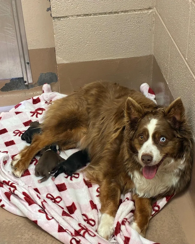 An adult large-sized female Australian Shepherd dog named Olive Tree for adoption in Arlington, TX