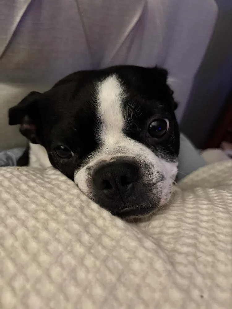 An adult medium-sized male Tricolor (Brown, Black, & White) Boston Terrier dog named Rocky for adoption in Jackson, TN