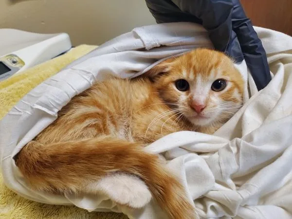 Cheddar