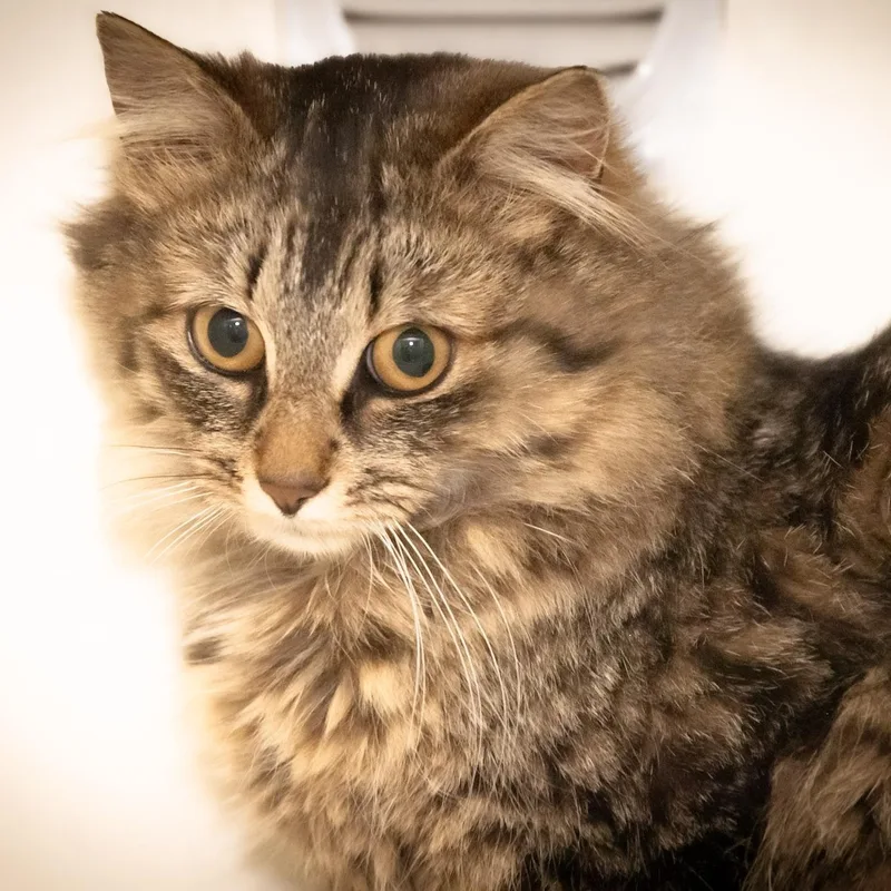 A young medium-sized female Tabby (Brown / Chocolate) Domestic Long Hair cat named Piranha for adoption in Victor, NY