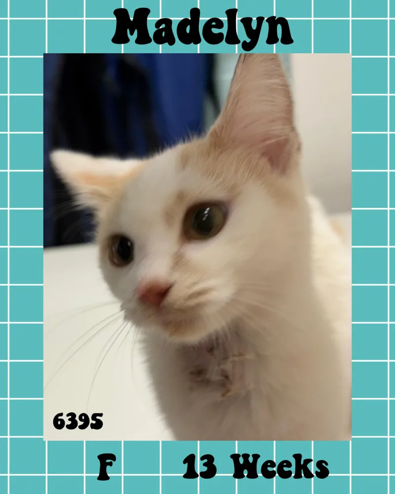 A young medium-sized female Orange & White American Shorthair cat named Madelyn for adoption in Marvin, NC
