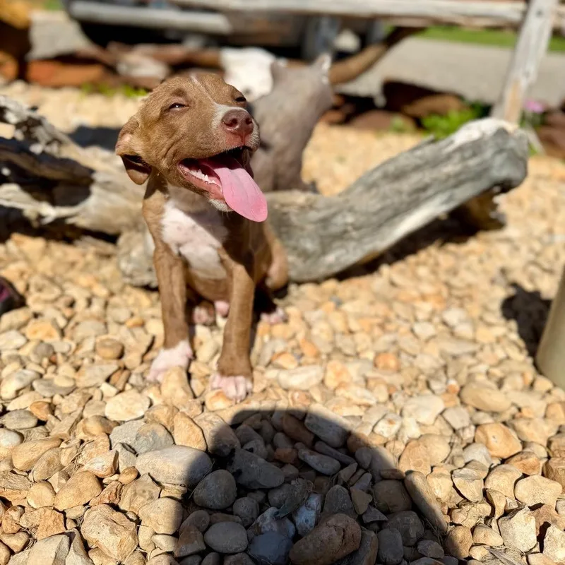A baby medium-sized male Brown / Chocolate Pit Bull Terrier dog named Ernie for adoption in Chaska, MN