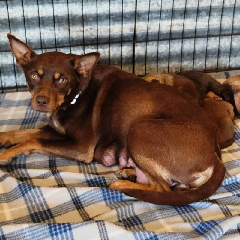 An adult medium-sized female Red / Chestnut / Orange Mixed Breed dog named Ginger for adoption in Centralia, WA