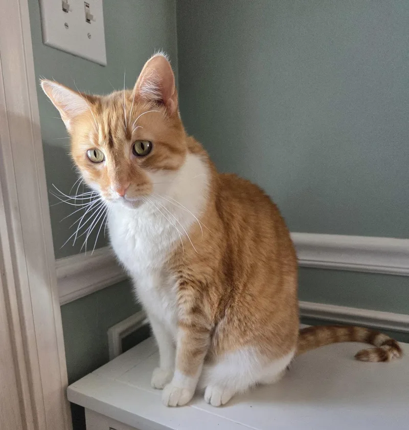 Davidson thumbnail 2