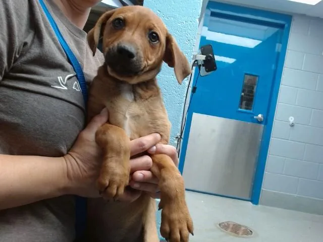 A baby small-sized male Labrador Retriever dog named Aspen for adoption in Albuquerque, NM