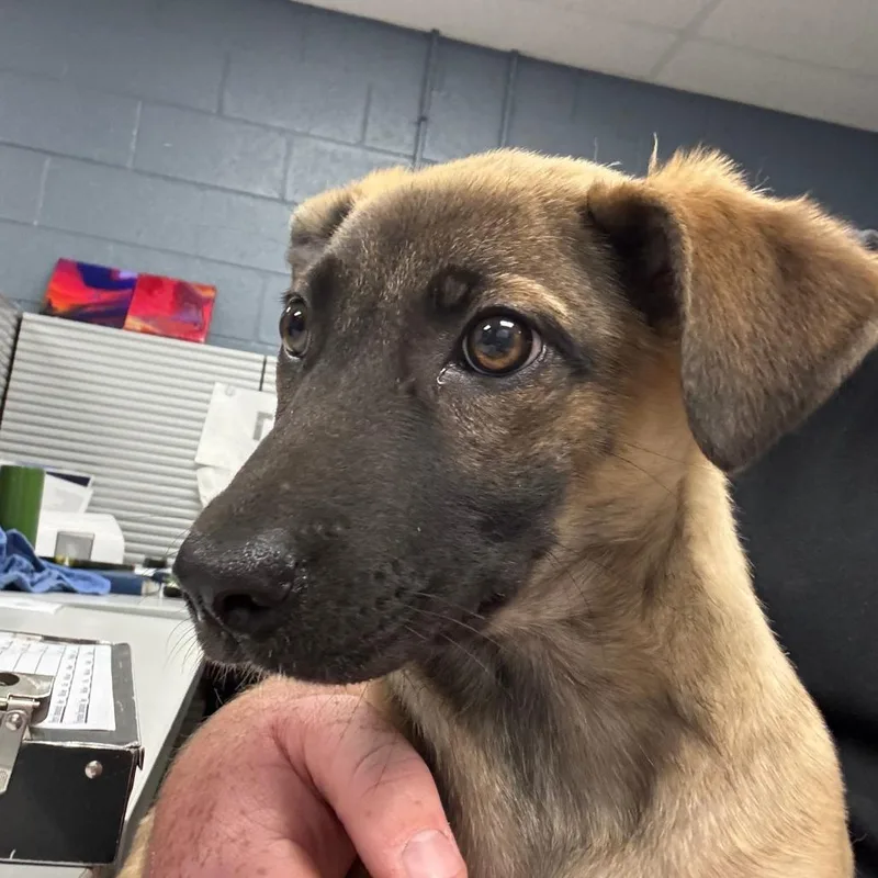 A baby small-sized female Yellow / Tan / Blond / Fawn German Shepherd Dog dog named Woolery for adoption in St Joseph, MO