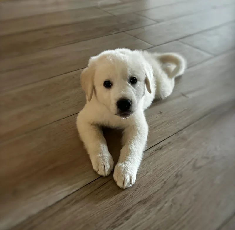 A baby large-sized male Great Pyrenees dog named Franklin SAT for adoption in Quinlan, TX