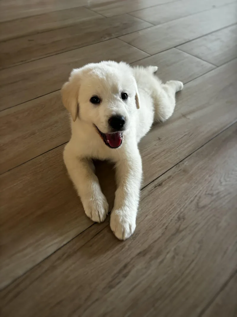 Franklin SAT thumbnail 5