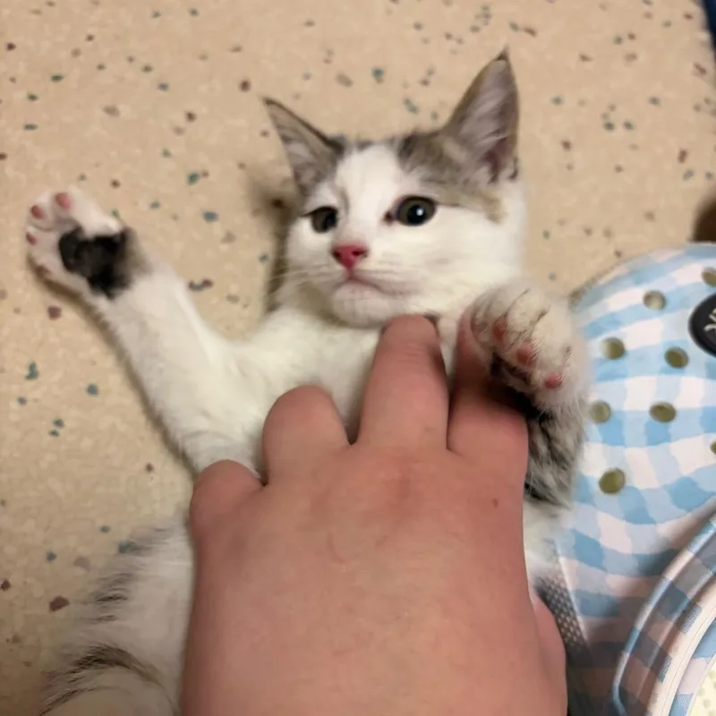 A baby small-sized male Brown / Chocolate Domestic Short Hair cat named Jake McEntire for adoption in Dearborn, MI
