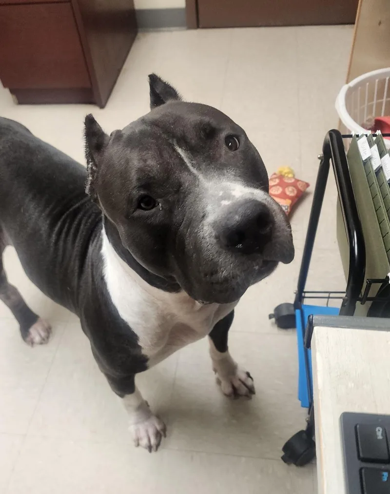 An adult large-sized female Black Pit Bull Terrier dog named Azula for adoption in Clayton, NJ