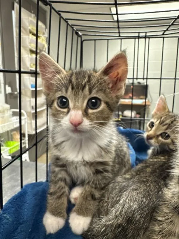 A young small-sized female Tabby (Brown / Chocolate) Domestic Short Hair cat named Louise for adoption in Cincinnati, OH