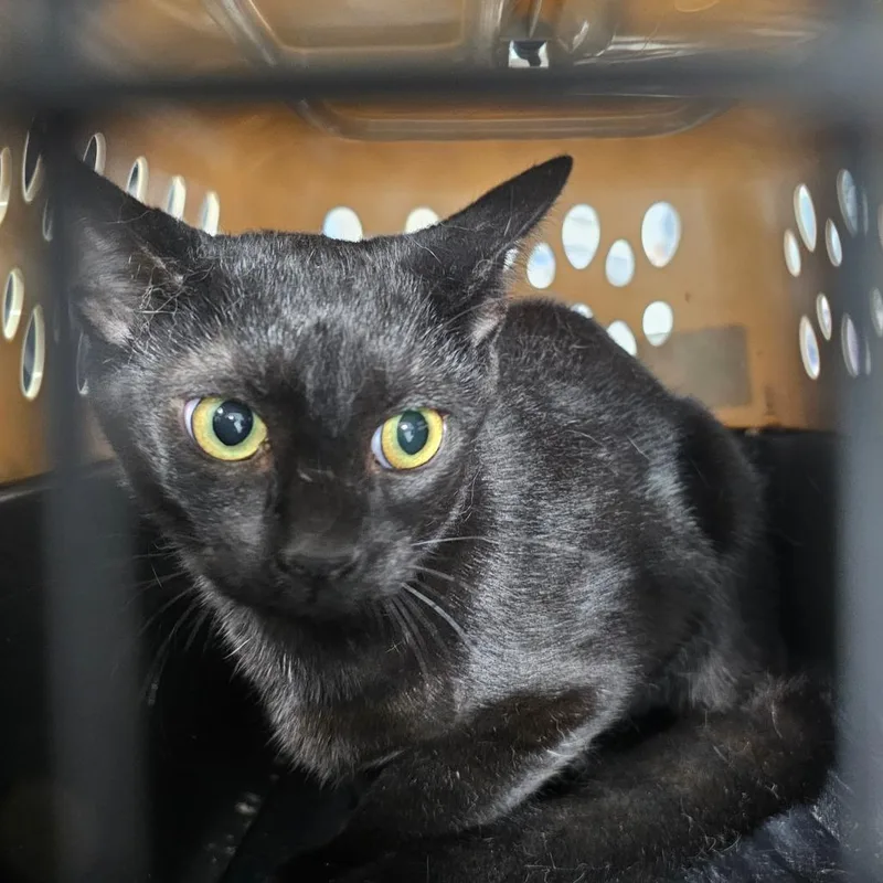 A young small-sized female Black Domestic Short Hair cat named Inky for adoption in Corydon, IN