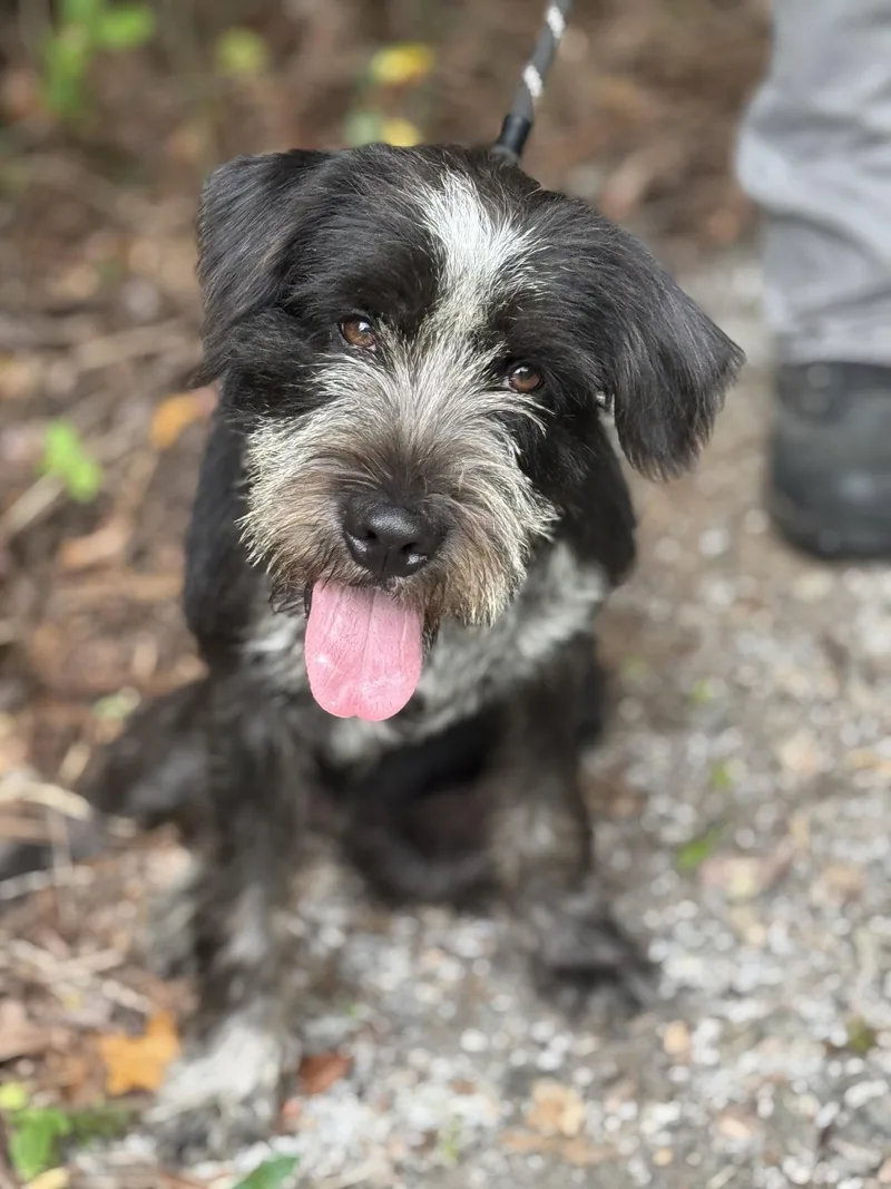 A young medium-sized male Black Terrier dog named Dwight for adoption in Meherrin, VA