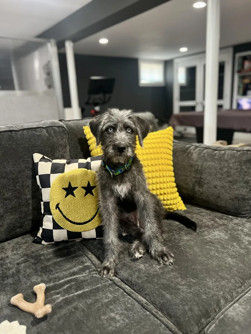 A young medium-sized male Wirehaired Terrier dog named Pinky for adoption in Portland, ME