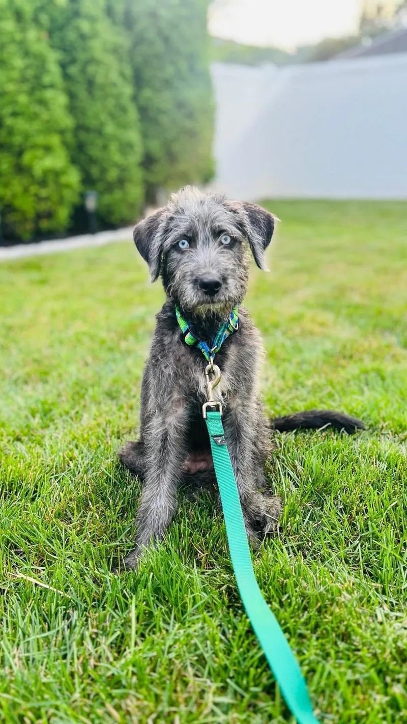 Pinky thumbnail 2