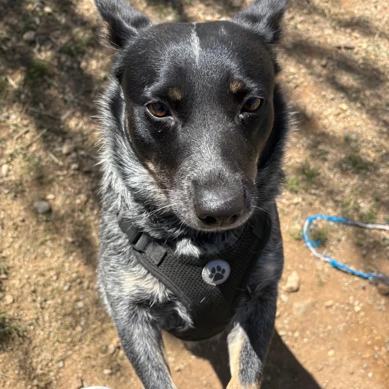 Pepper