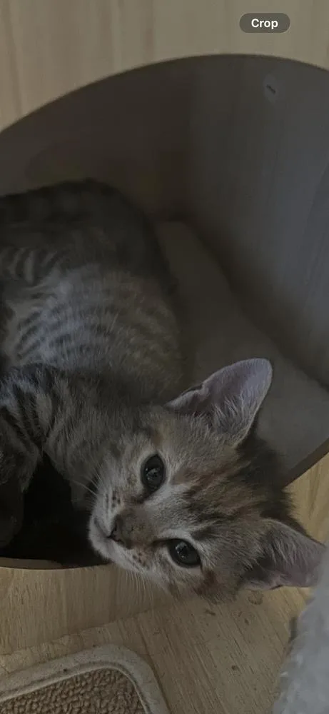 A baby small-sized female Brown / Chocolate Domestic Short Hair cat named Megaladon for adoption in Mooresville, NC