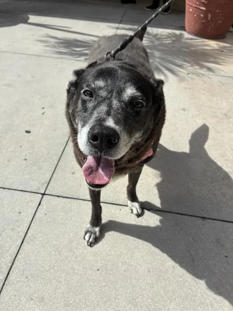 An adult large-sized female Labrador Retriever dog named Lexi for adoption in Miami, FL