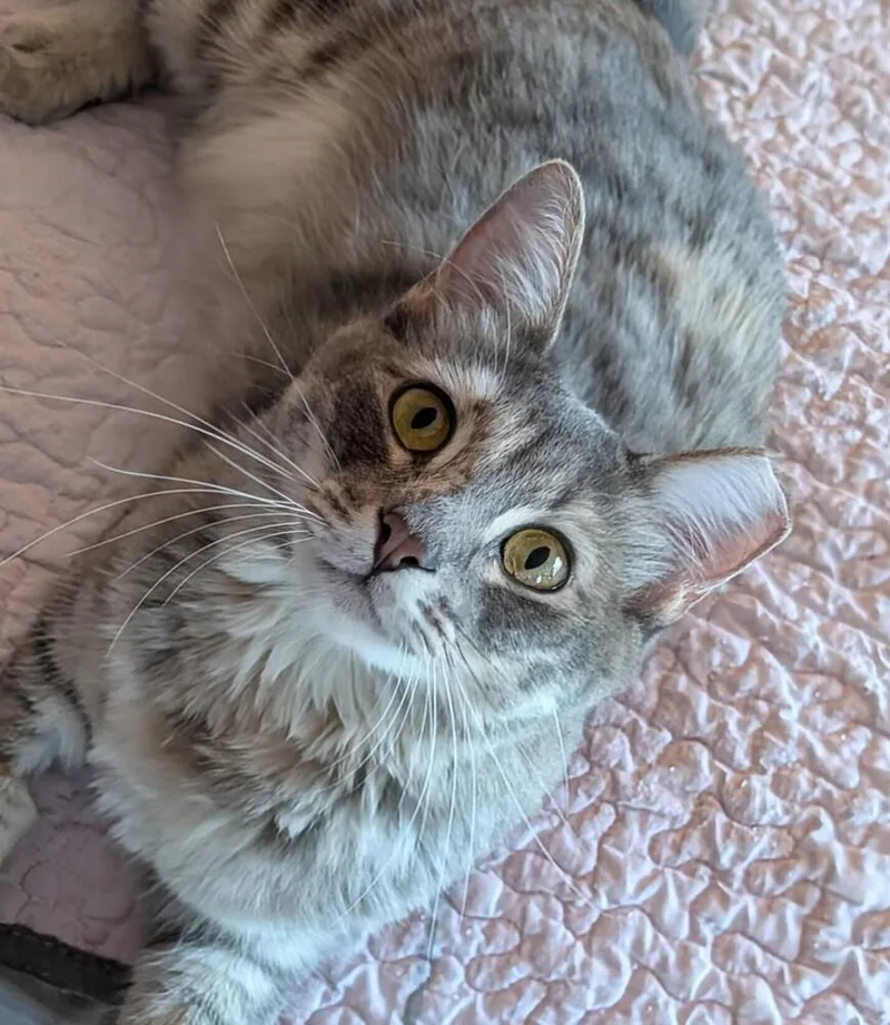 An adult medium-sized female Gray & White Domestic Medium Hair cat named Ashley for adoption in Brandon, FL
