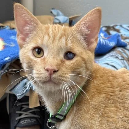 A young medium-sized male Orange / Red Domestic Short Hair cat named Pumpkin for adoption in Lansing, MI