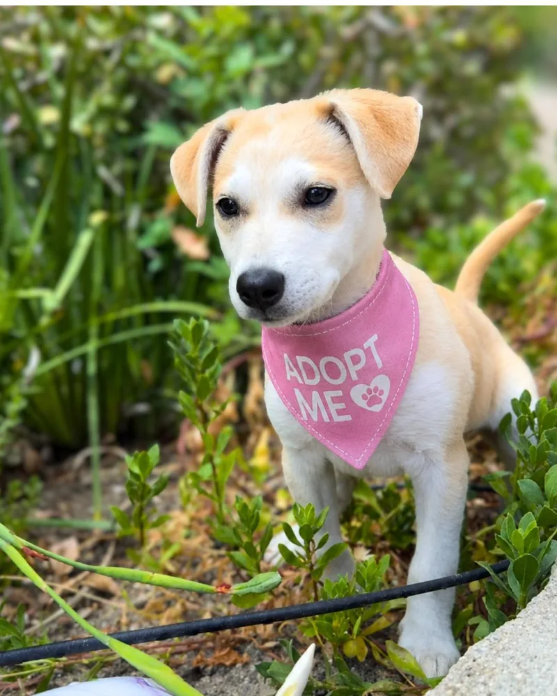 A baby small-sized female White / Cream Shiba Inu dog named Eva for adoption in Valley Village, CA
