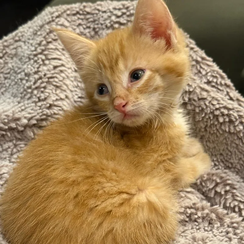 A baby small-sized female Domestic Short Hair cat named Pumpkin for adoption in Portage, MI