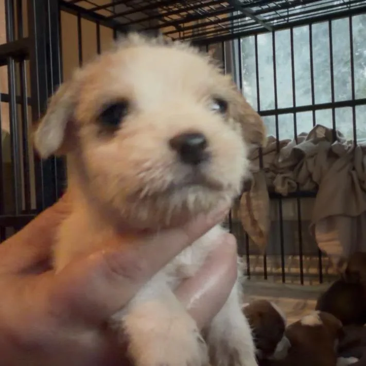A baby medium-sized female White / Cream Shih Tzu dog named Wrenly for adoption in Pittsburg, KS
