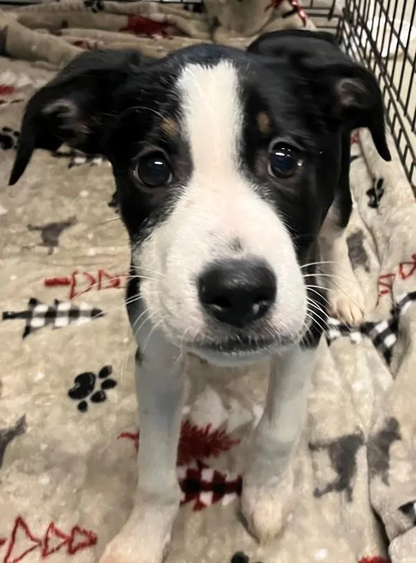 A baby small-sized male Mixed Breed dog named Mason for adoption in Staten Island, NY