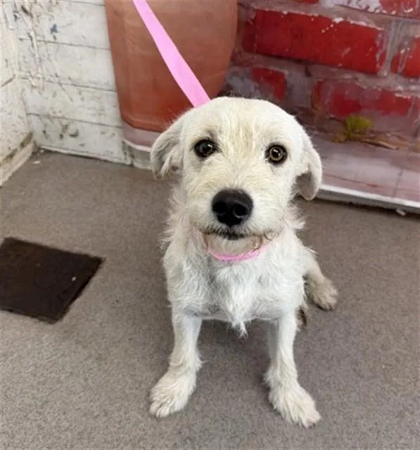 A young small-sized male Terrier dog named Oakley for adoption in San Bernardino, CA