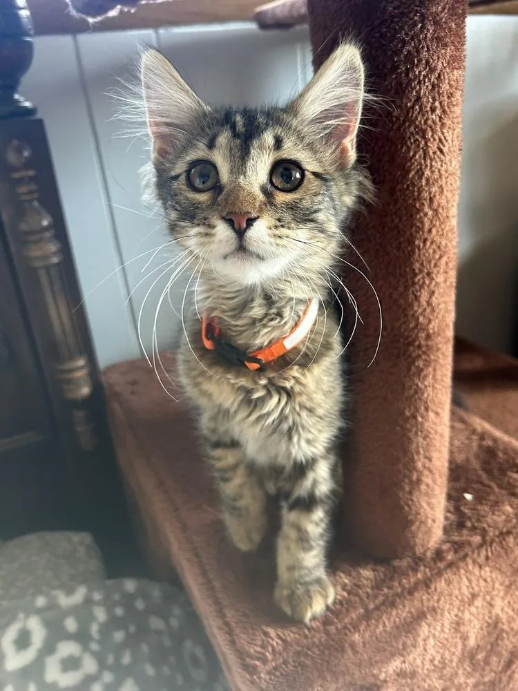 Amanda