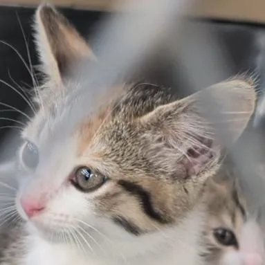 A baby small-sized female White Domestic Short Hair cat named Selena for adoption in Marion, IL