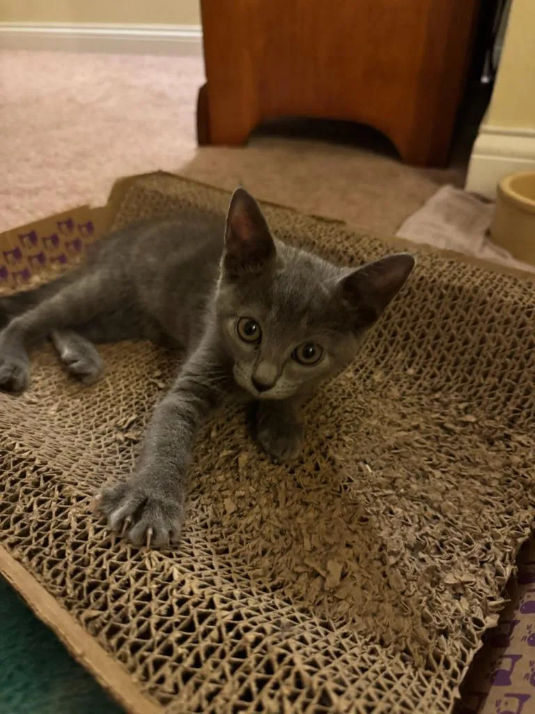 A baby medium-sized female Domestic Short Hair cat named Static for adoption in Cincinnati, OH