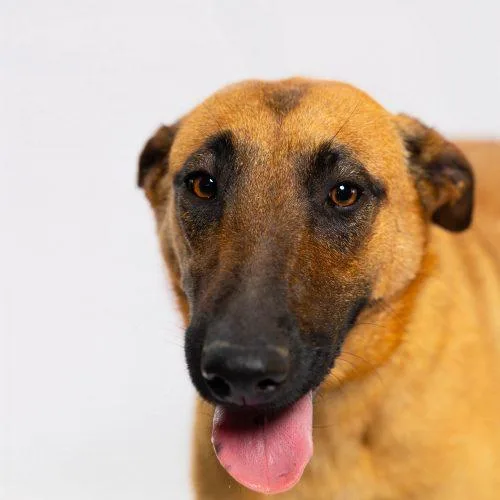 A baby medium-sized female Brown / Chocolate Belgian Shepherd / Malinois dog named Kimber for adoption in Sullivan City, TX