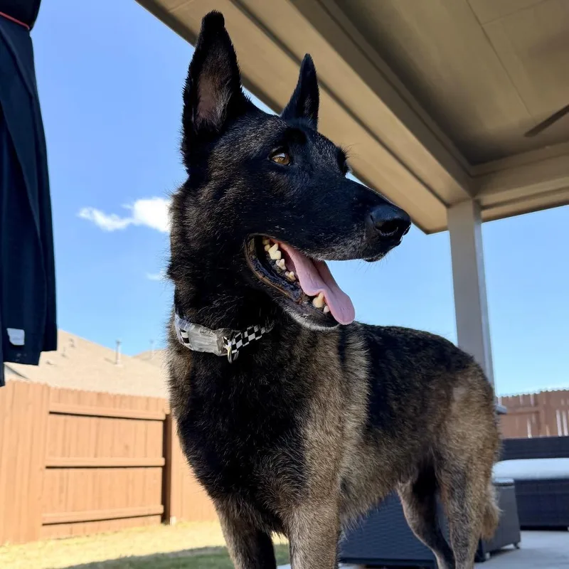 A senior large-sized male Yellow / Tan / Blond / Fawn German Shepherd Dog dog named Sammy for adoption in Kyle, TX