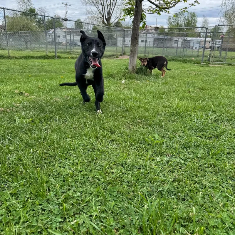 A baby small-sized male Black Great Dane dog named Sigma for adoption in Parkersburg, WV