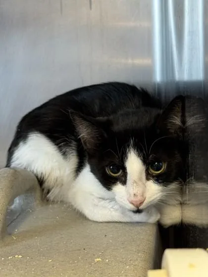 A young small-sized female Domestic Short Hair cat named Flying Squirrel for adoption in Roseville, CA