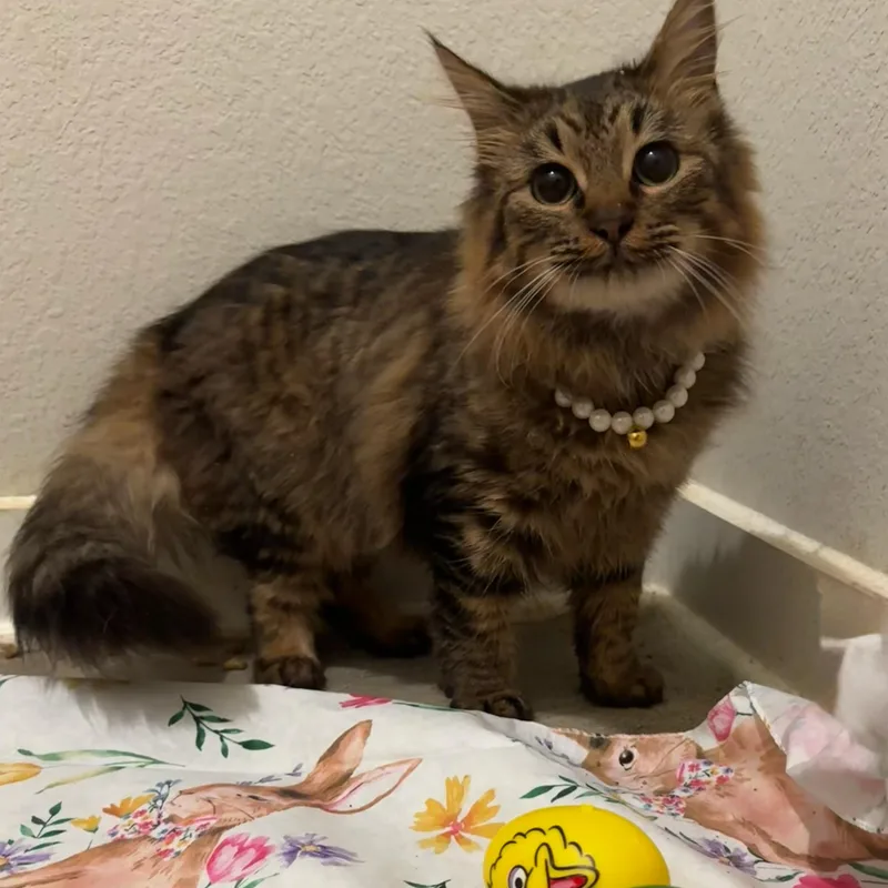 A young medium-sized female Maine Coon cat named September for adoption in Richmond, TX