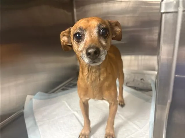 An adult small-sized male Chihuahua dog named Chiquito for adoption in Chatsworth, CA