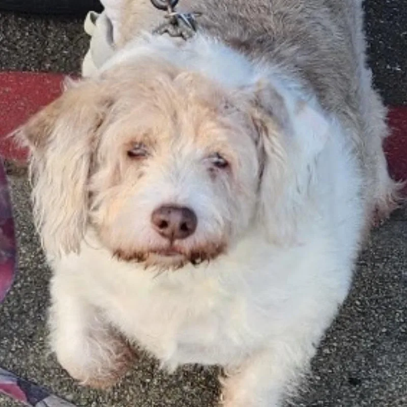 Freddie Fazbear thumbnail 2