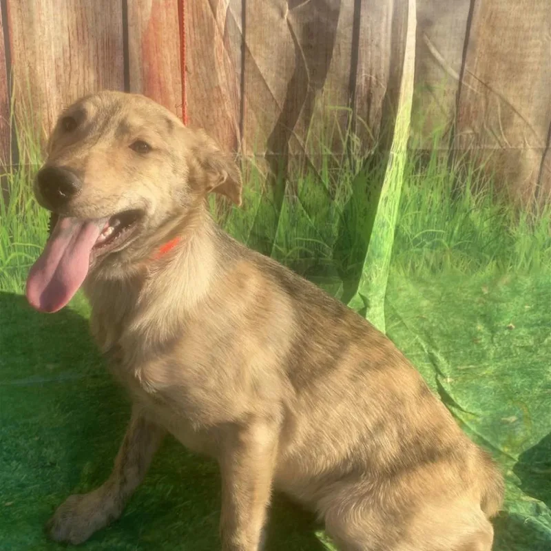 Huntington Aka Hunny