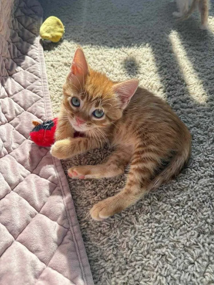 A baby small-sized male Tabby (Orange / Red) Domestic Short Hair cat named Dorito for adoption in Lincoln, NE