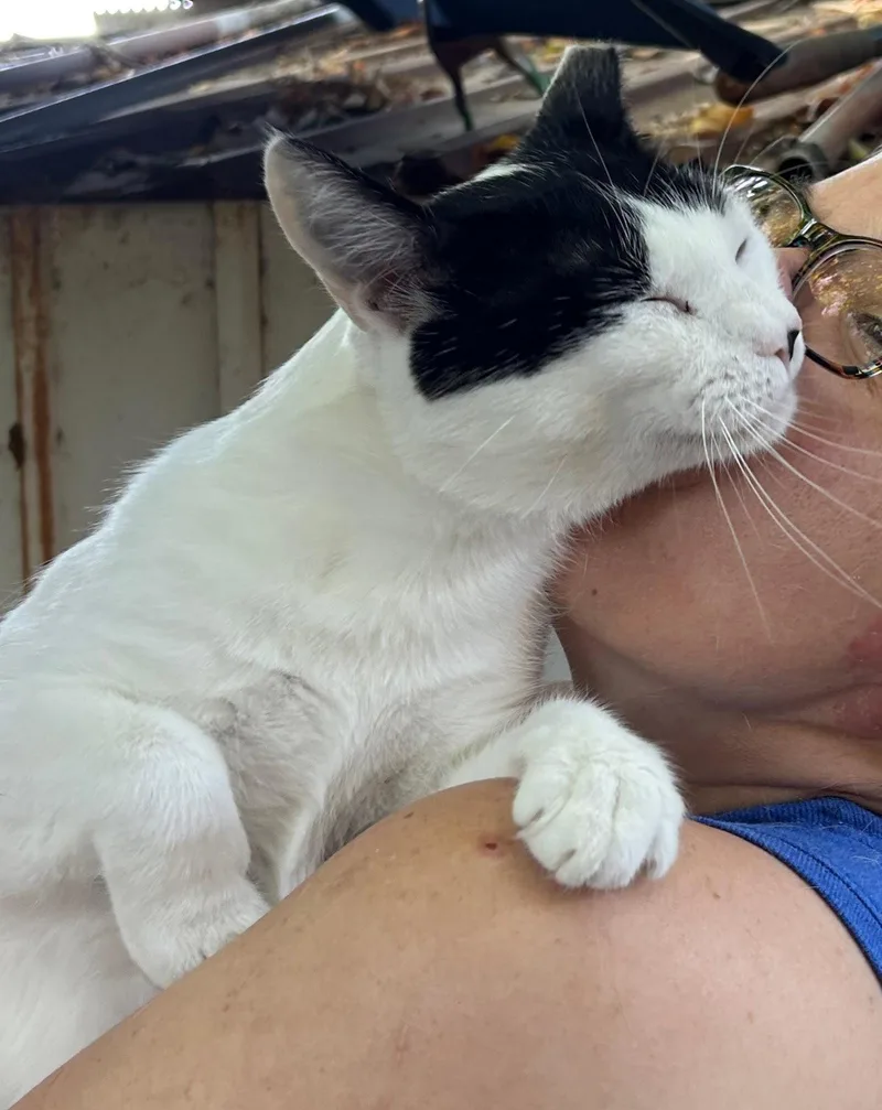 A young medium-sized male Black & White / Tuxedo Domestic Short Hair cat named Slinky for adoption in Woodland, CA