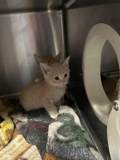 A baby small-sized male Domestic Short Hair cat named Jordy for adoption in Stockton, CA