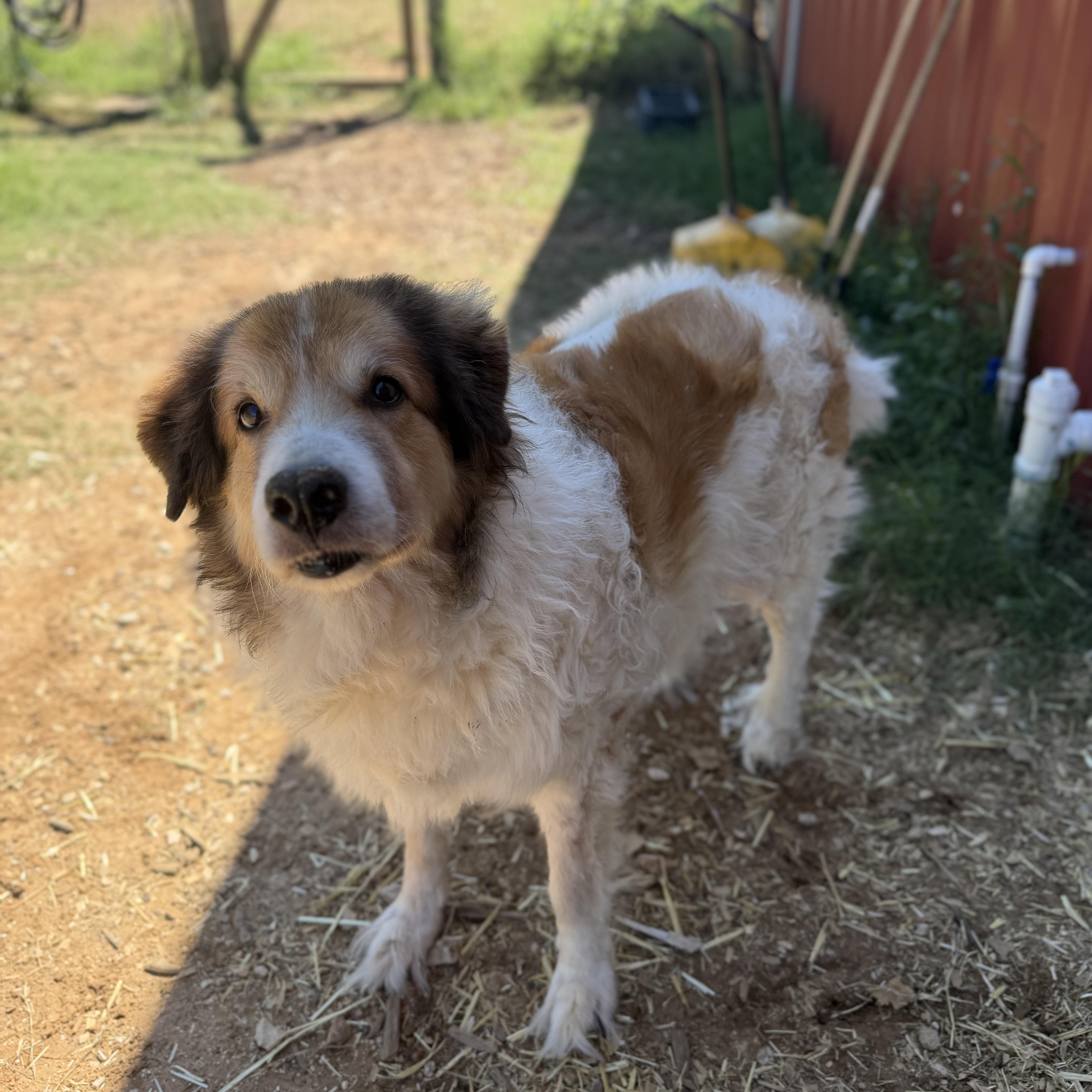 A senior large-sized male Great Pyrenees dog named Huckleberry for adoption in Seguin, TX
