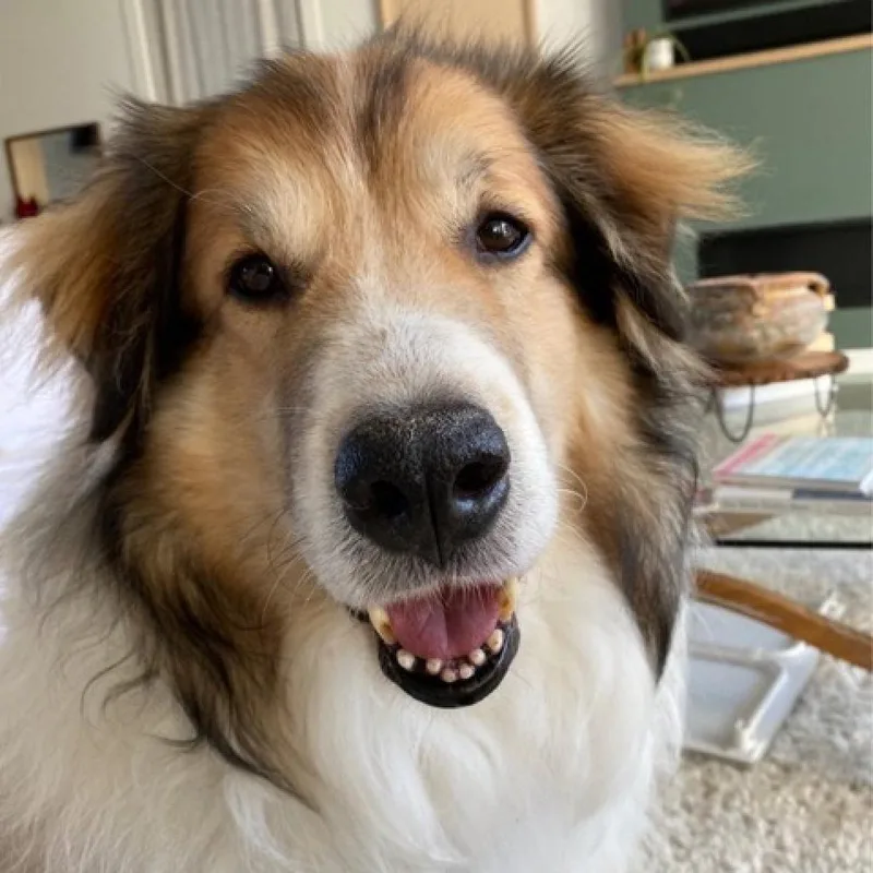 Huckleberry thumbnail 3