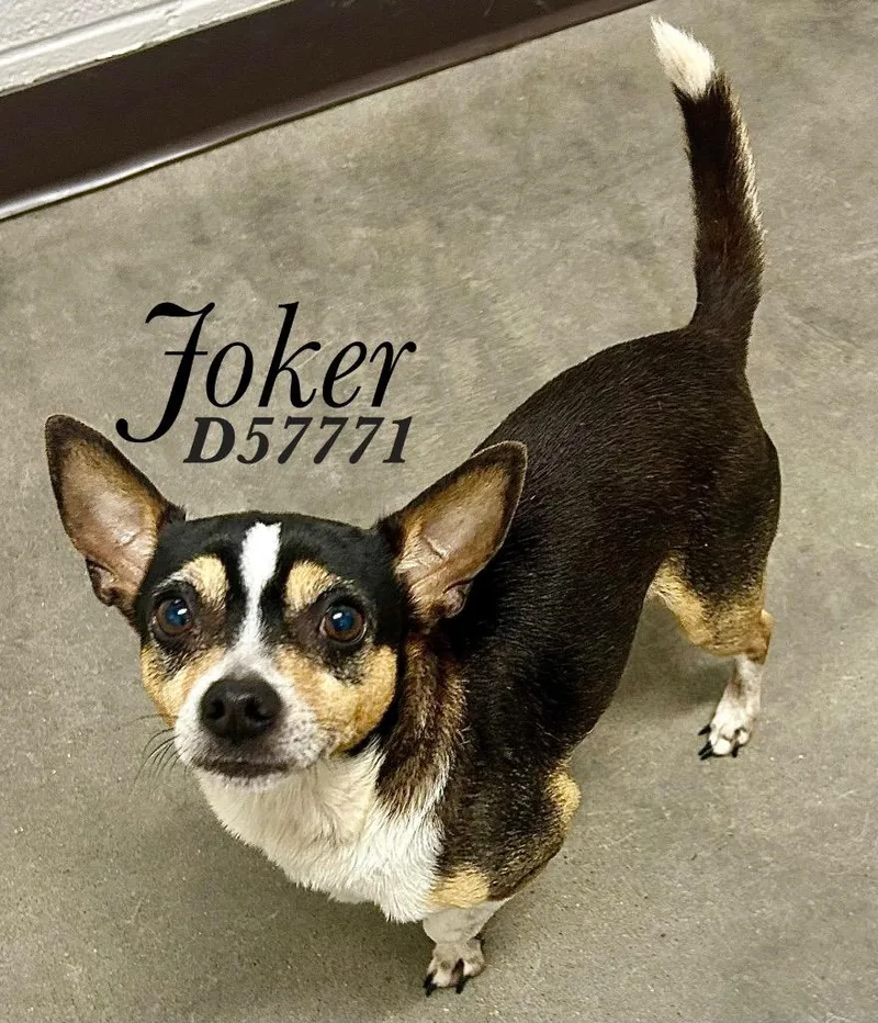 Joker