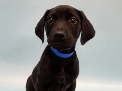 A baby large-sized male Labrador Retriever dog named Ezra for adoption in Golden Valley, MN