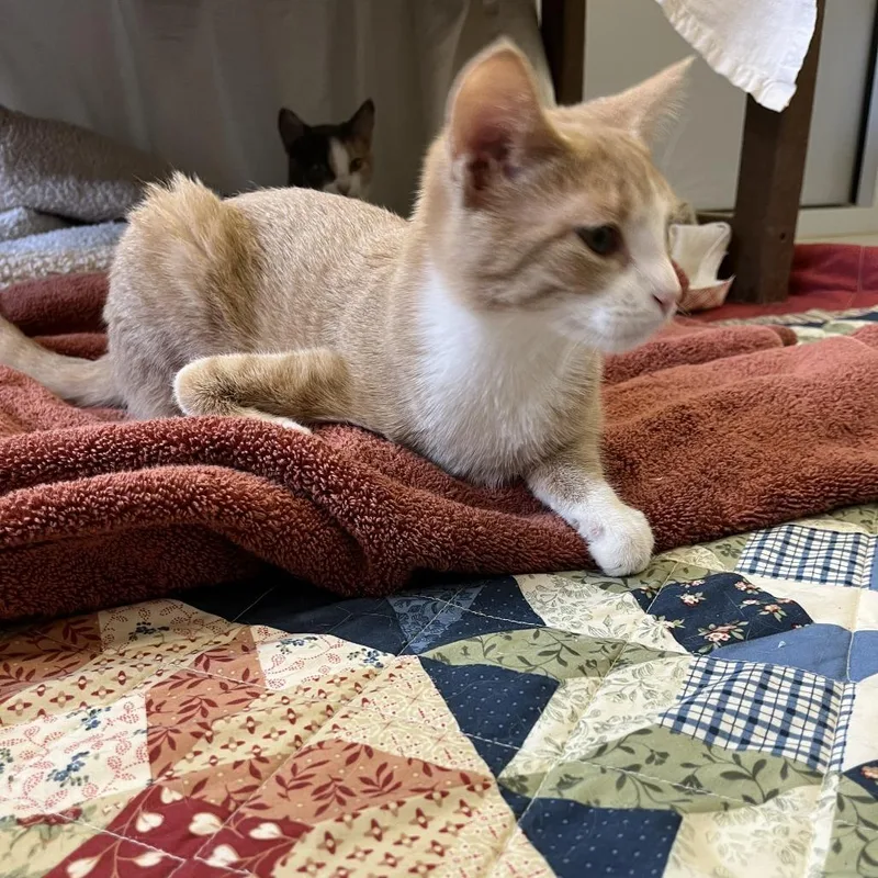 A baby small-sized female Orange / Red Domestic Short Hair cat named Cinnamon Toast Crunch for adoption in Bedford, NH